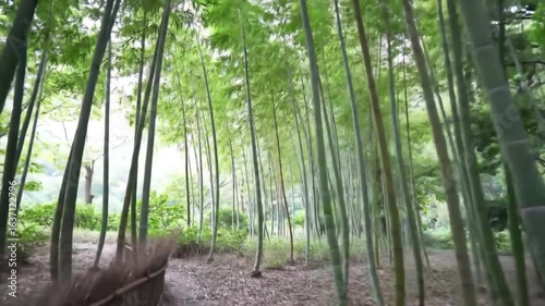 Enchanting Bamboo Forest Walkthrough Ethereal Atmosphere For Serene Escapes
