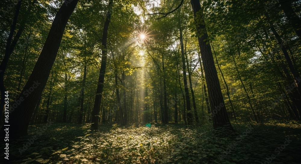 Naklejka premium Sunlight streams through verdant forest canopy, illuminating the leafy floor