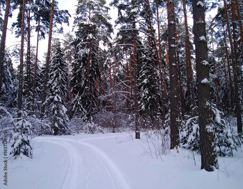 Fototapeta premium Snowy winter forest path