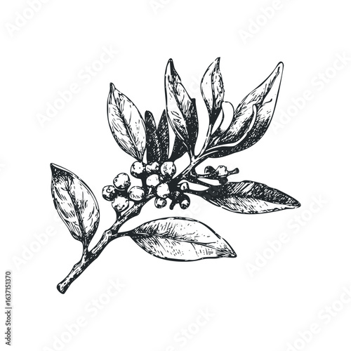 Ink Drawing of a Flowering Plant Branch with Berries and Leaves