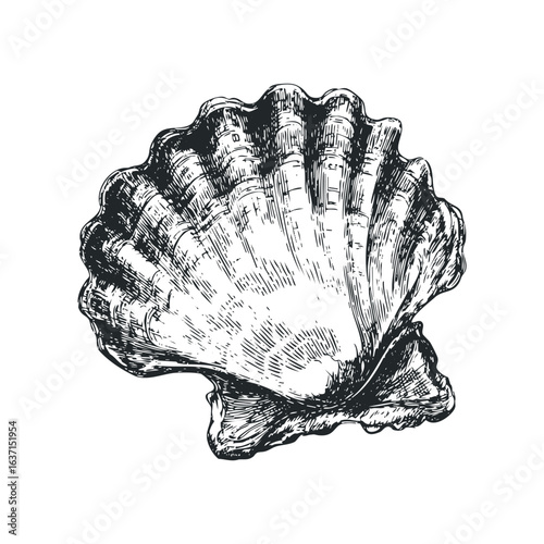 Detailed Black and White Sketch of a Scallop Seashell