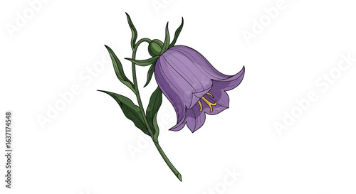 Elegant purple bellflower illustration on a clean white background