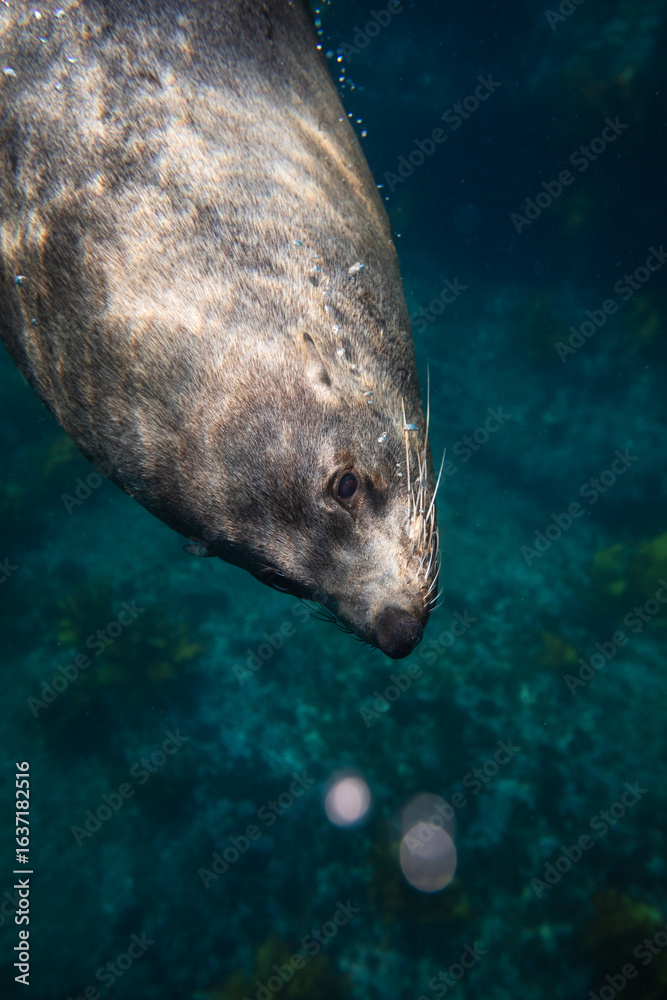 Fototapeta premium Close-up portrait of a large Australian fur seal swimming in the light above a shallow weed covered reef. Captured in the turquoise waters surrounding Montague Island on the East Coast of Australia.