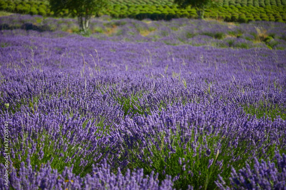 Obraz premium field of lavender