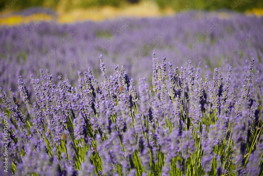 Fototapeta premium field of lavender