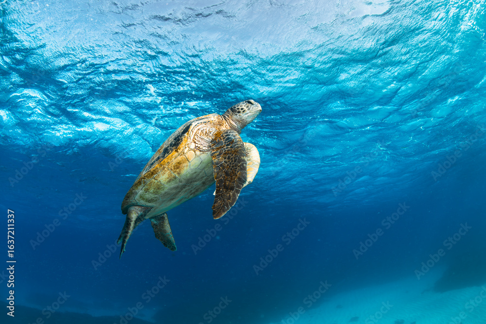 Obraz premium A green sea turtle glides over a coral reef in the clear waters of Lady Elliot Island, Great Barrier Reef, Australia.