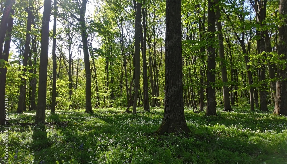 Fototapeta premium Sunlit forest floor with wildflowers