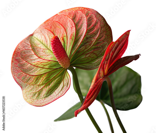 Close-up of two vibrant anthurium flowers.  The blossoms feature a mix of coral-red, light green, and deeper red hues, creating a striking contrast. 