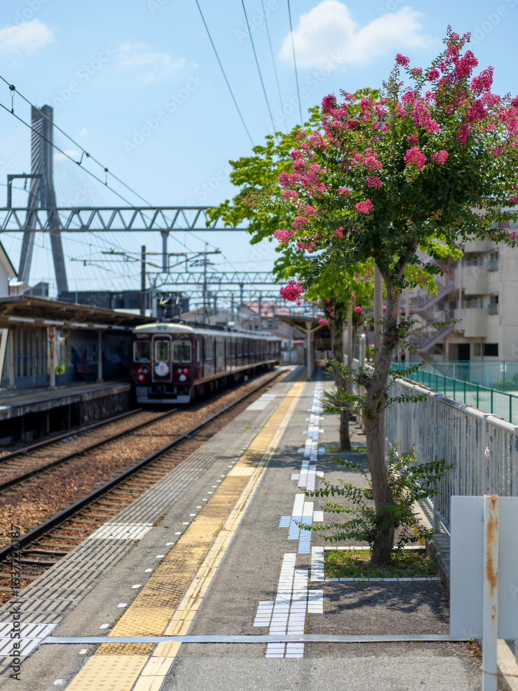 Fototapeta premium 百日紅の花が咲く駅と電車