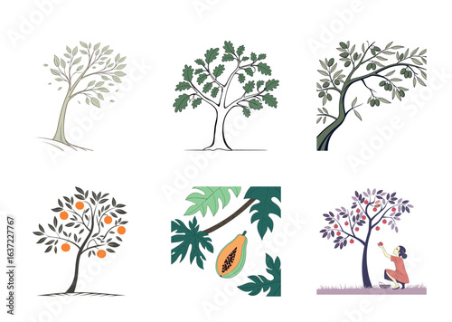 Illustration of different types of fruit bearing and deciduous trees collection