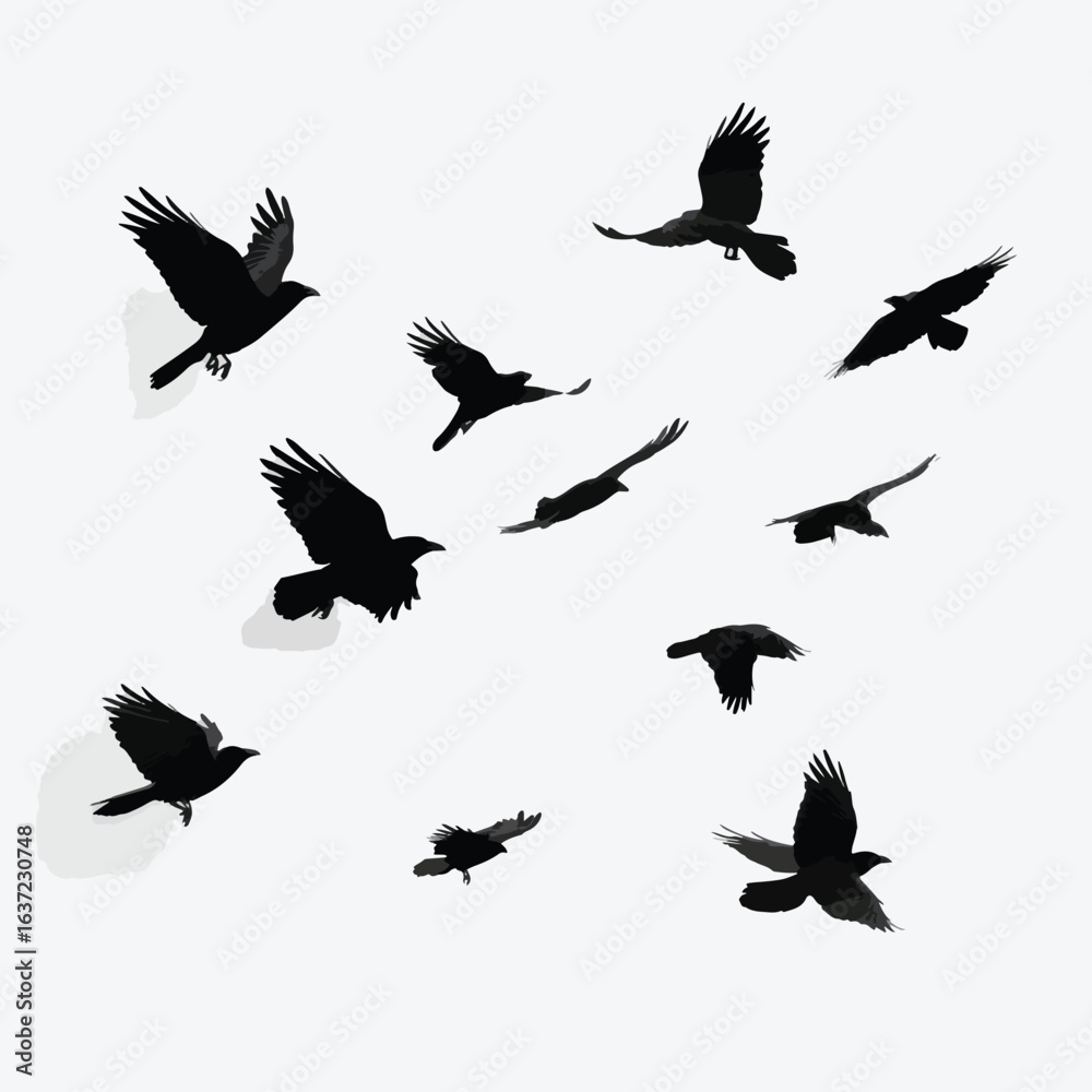 Fototapeta premium crows flying silhouette set, Black & White silhouette set