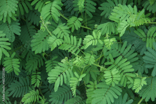 Mimosa pudica or sensitive plant, a sensitive plant with thick leaves, sensitive plants will close their leaves as a defense