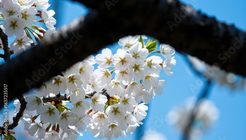 Cherry blossom season city park nature photography springtime close-up beauty in bloom