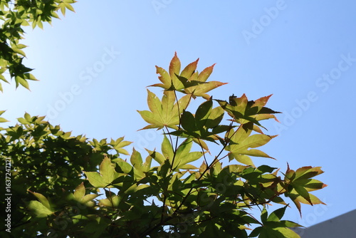 green maple foliage against blue sky