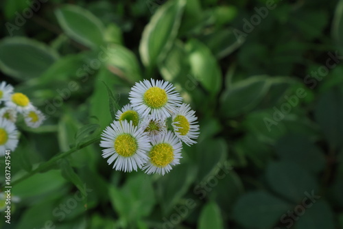 white daisies in the garden