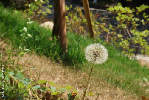 dandelion in the grass