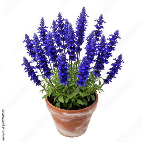 vibrant blue salvia in terracotta pot perfect for garden design