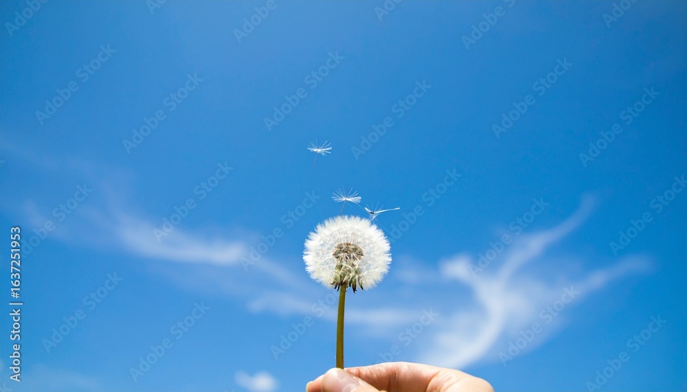 Fototapeta premium Windy dandelion in spring time. Dandelion In Field At Sunset - Freedom to Wish. Dandelions in green grass against the sky. dandelion goatbeard on turquoise background. Dandelion seeds blowing seed, 