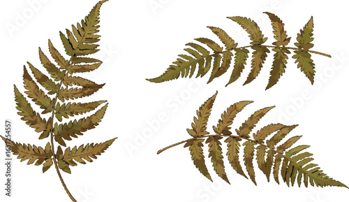 Stylized fern fronds with autumnal palette in isolated arrangement design