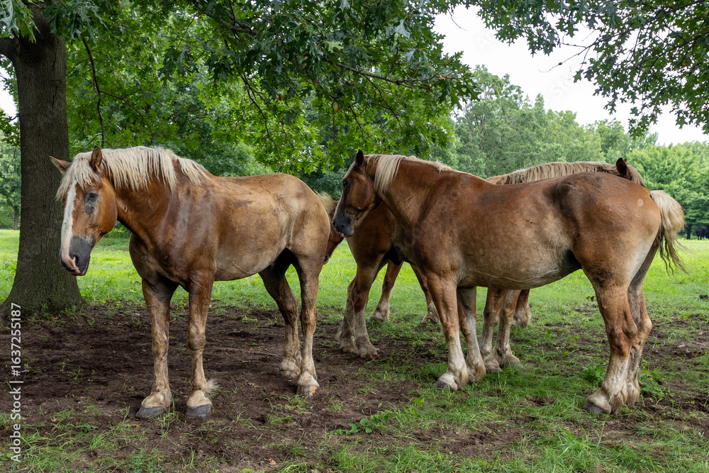 Obraz premium two horses grazing