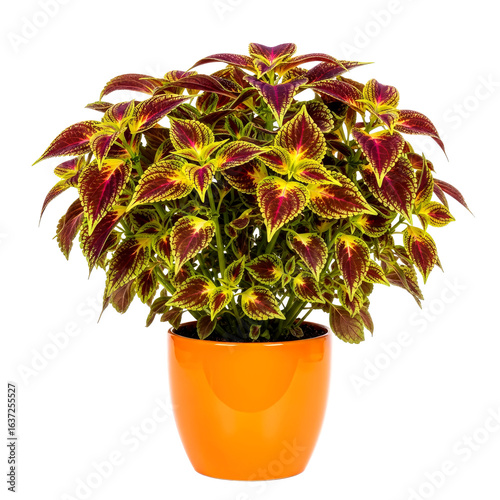 vibrant coleus plant in orange pot add life and color to your home decor
