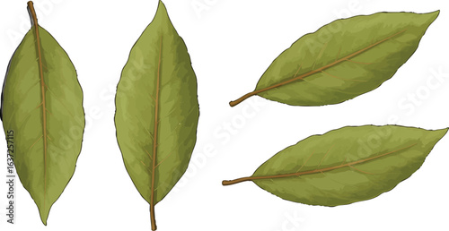 Botanical illustration showing stylized bay leaves isolated on white backdrop