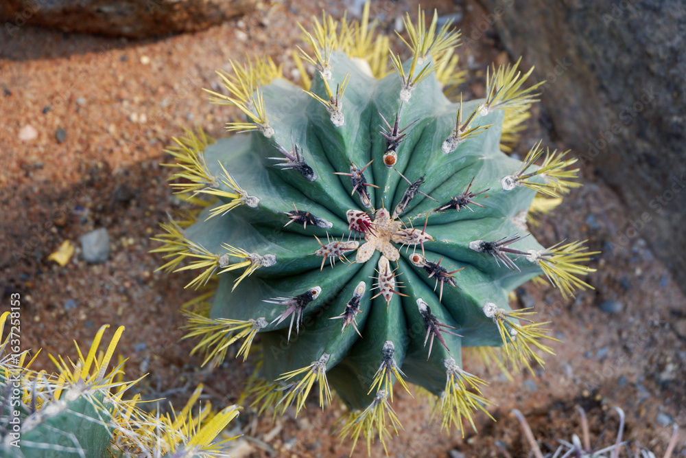 Fototapeta premium Little cactus on small pot, plant for decoration. Beautiful blooming cactus, selective focus blurred green nature background. Hobby during work from home concept.