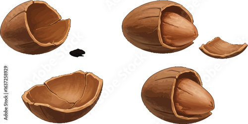 Cracked pecan nuts illustration showcasing shelled and unshelled kernels