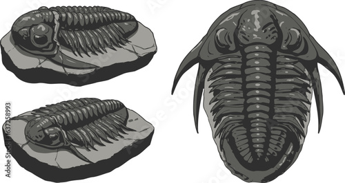 Grey Scale Trilobite Fossils Displaying Geological Significance and Ancient Life