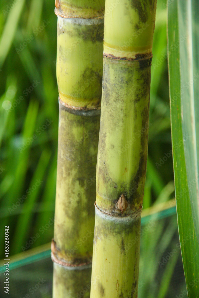 Obraz premium Yellow sugar cane plant or saccharum officinarum which displays sugar cane stalks containing fresh sugar cane juice which is the raw material for making granulated sugar