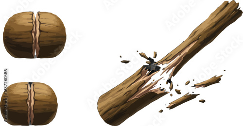 Cracked bark and shelled nuts, illustration elements representing damage vulnerability