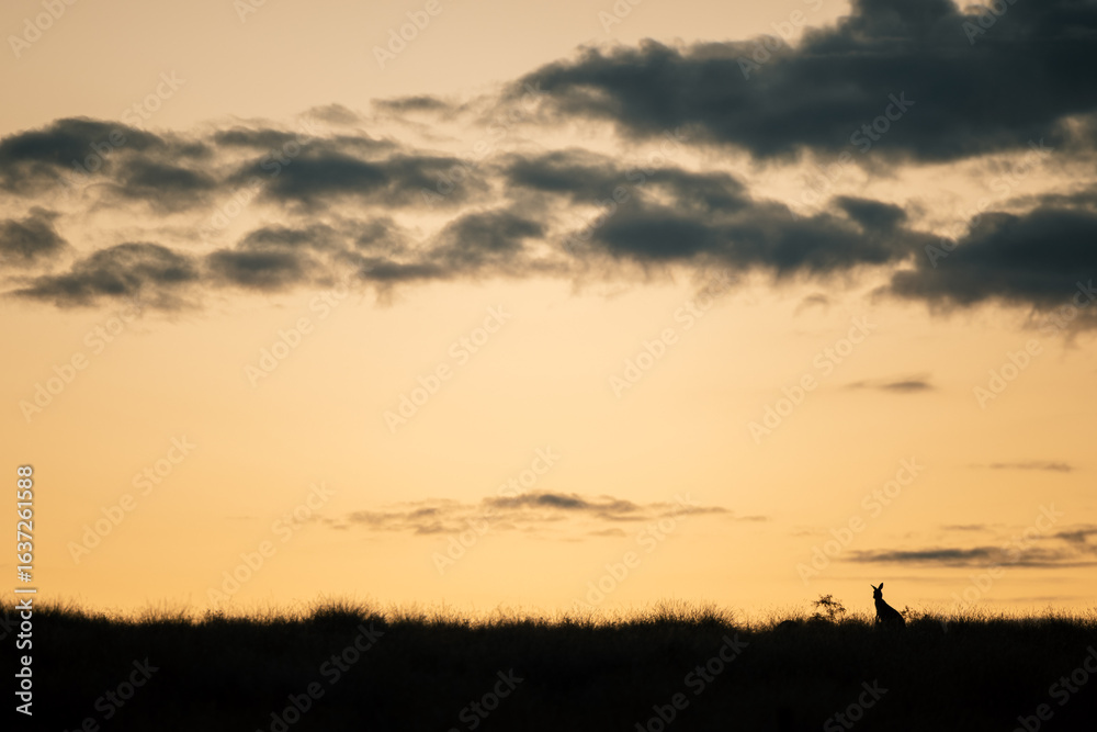 Fototapeta premium Silhouette of a single kangaroo in the Australian landscape at sunset