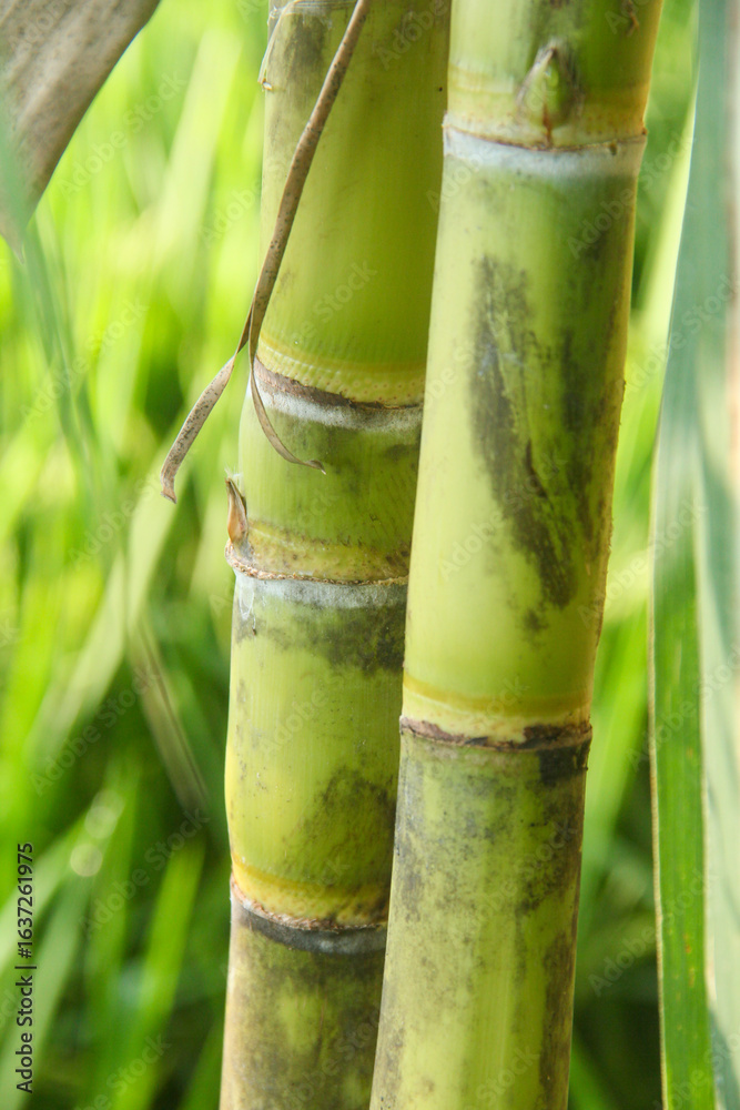Obraz premium Yellow sugar cane plant or saccharum officinarum which displays sugar cane stalks containing fresh sugar cane juice which is the raw material for making granulated sugar