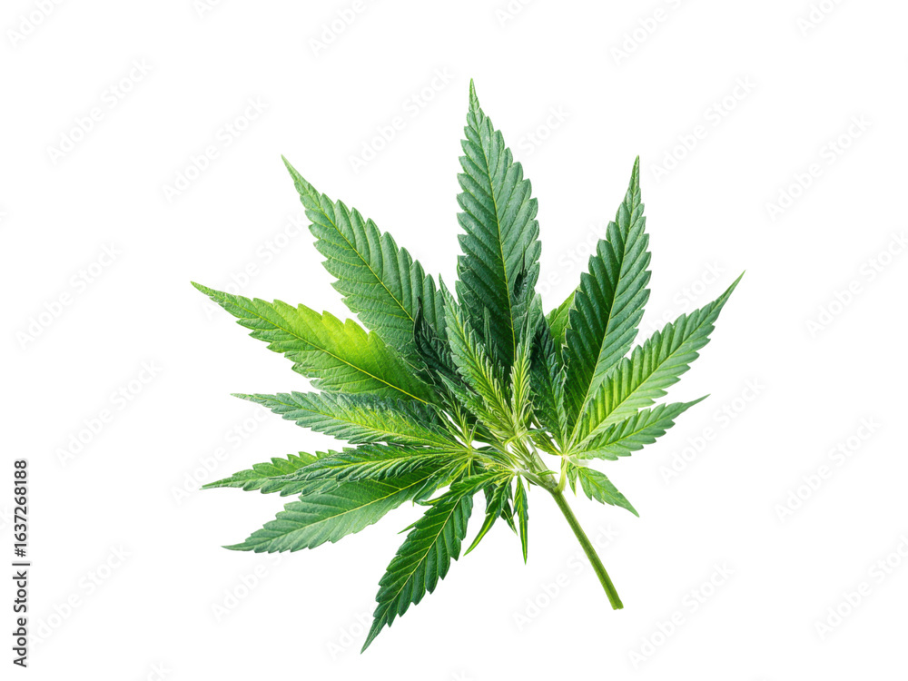 Fototapeta premium Green cannabis leaf isolated on black background plant marijuana, Isolated, Png Transparent Background