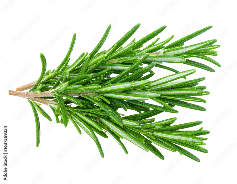Fototapeta premium rosemary twig isolated on white background