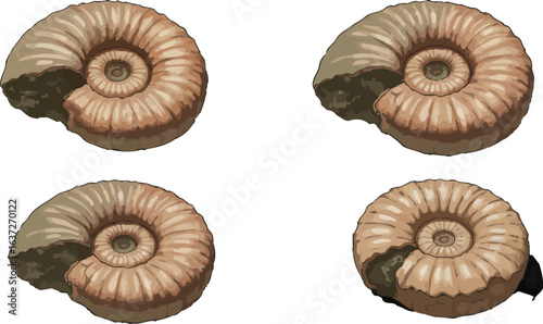 Ammonite fossils collection with various textures and geological formations