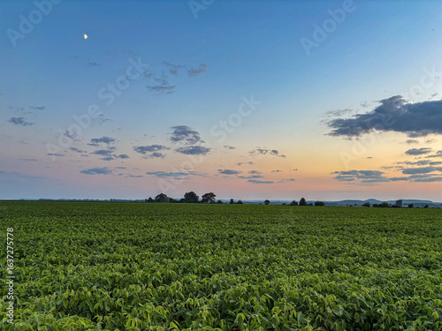 Принти на полотні field of soybeans on the floodplain during twilight