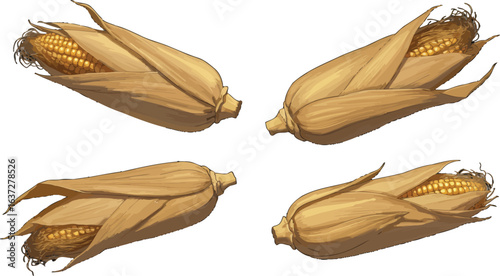 Four ears of corn artistic illustration on a simple backdrop design element