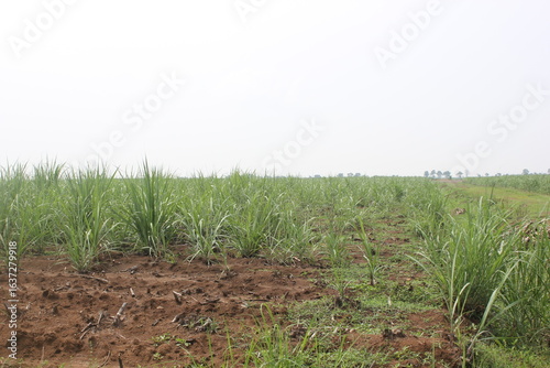 Cirebon, Jawa Barat Indonesia : 08.08.2025 : sugarcane plantations
