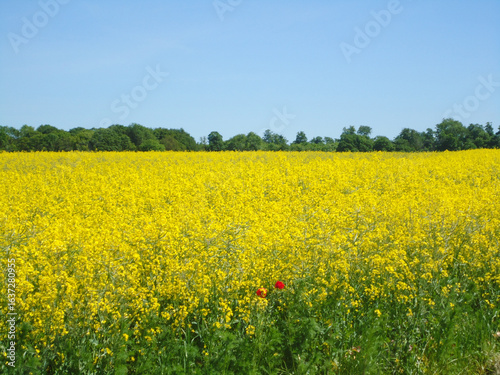 Canola Field in Bloom, Yellow Flower Landscape
