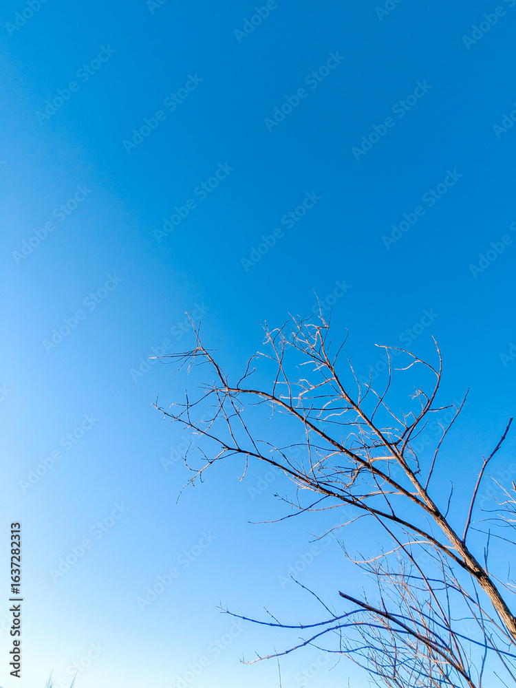 Obraz premium Blue Sky Bare Tree Branch Minimalist Nature Outdoor Clear