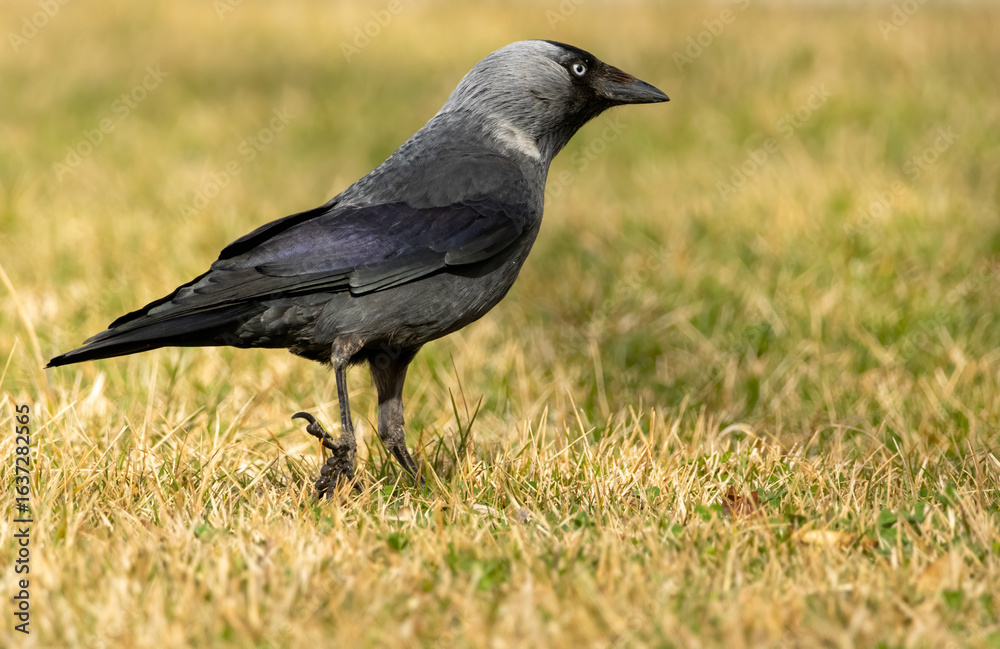 Jackdaw (Corvus monedula) in a natural habitat Jackdaw (Corvus monedula) in a natural habitat