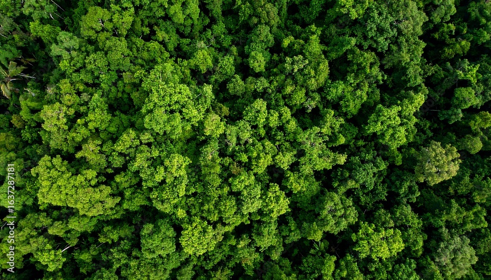 Fototapeta premium Lush, vibrant treetop canopy