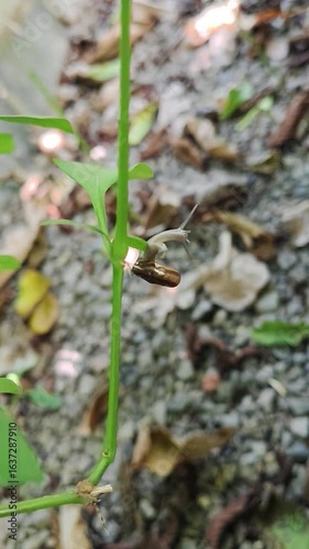 A snail is walking slowly on a branch.