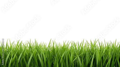 Wallpaper Mural The image features a realistic close-up of fresh green grass blades against a plain white background, with the grass covering the bottom and the top remaining empty. Torontodigital.ca