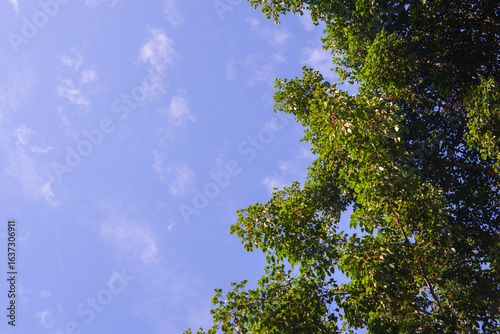 trees and blue sky