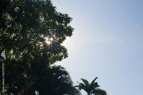 trees and blue sky