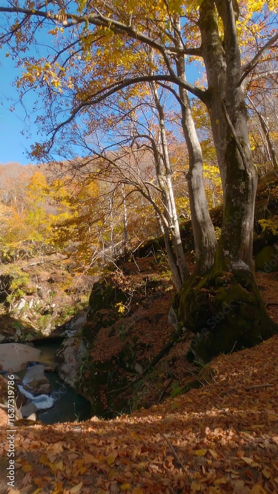 Naklejka premium Autumnal forest scene; stream nestled amongst colorful foliage and mossy rocks