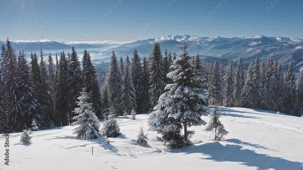 Aerial view revealing a pristine snow-covered slope adorned with majestic fir trees, opening to a breathtaking winter mountain panorama under a clear blue sky. Winter wild nature travel background Aerial view revealing a pristine snow-covered slope adorned with majestic fir trees, opening to a breathtaking winter mountain panorama under a clear blue sky. Winter wild nature travel background