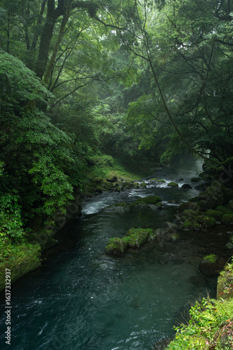 雨上がりの夏の菊池渓谷